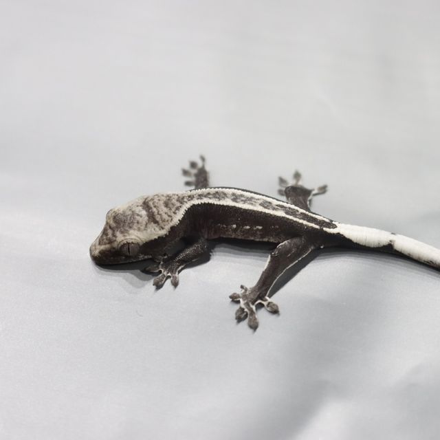 아잔틱