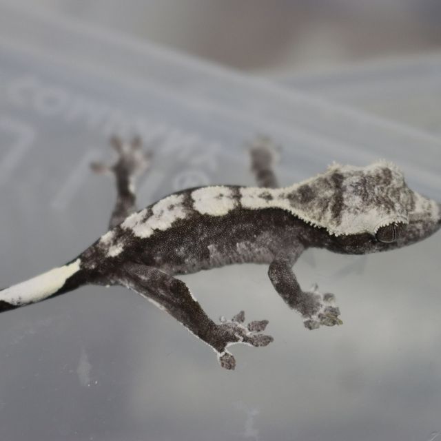 아잔틱