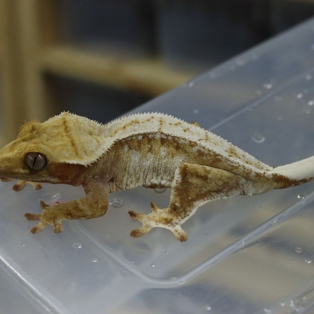 트라이