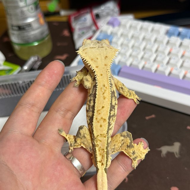 노멀 익스트림할리퀸 드리피