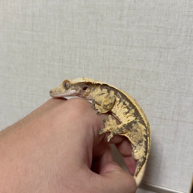 노멀 익스트림할리퀸 드리피