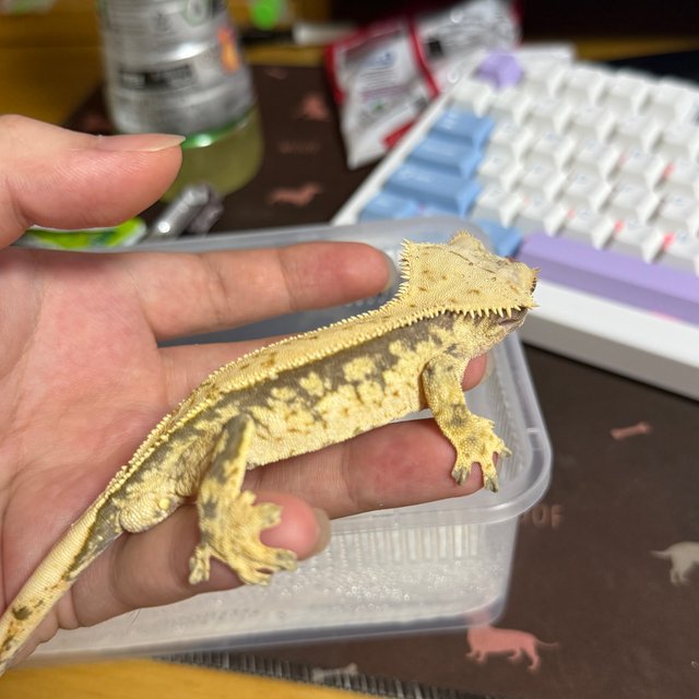 노멀 익스트림할리퀸 드리피