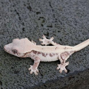 영만x호라이즌