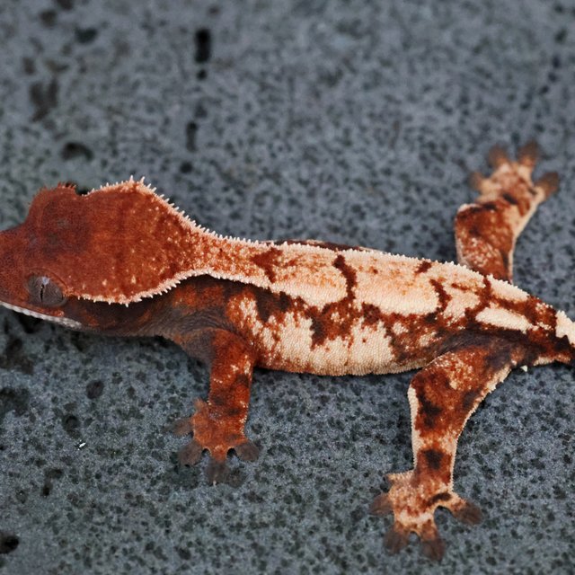 Crested Gecko Sable Unsexed