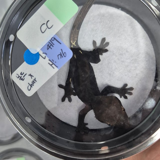 노멀 챠콜 카푸치노