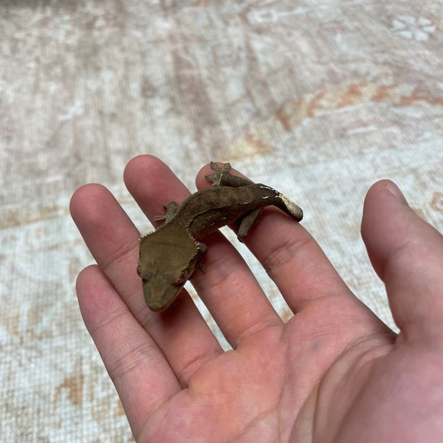 챠콜 알티