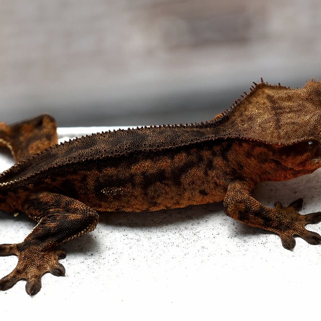 Charcoal 100% Het Axanthic