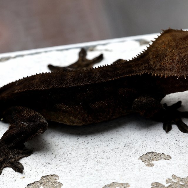 Charcoal 100% Het Axanthic