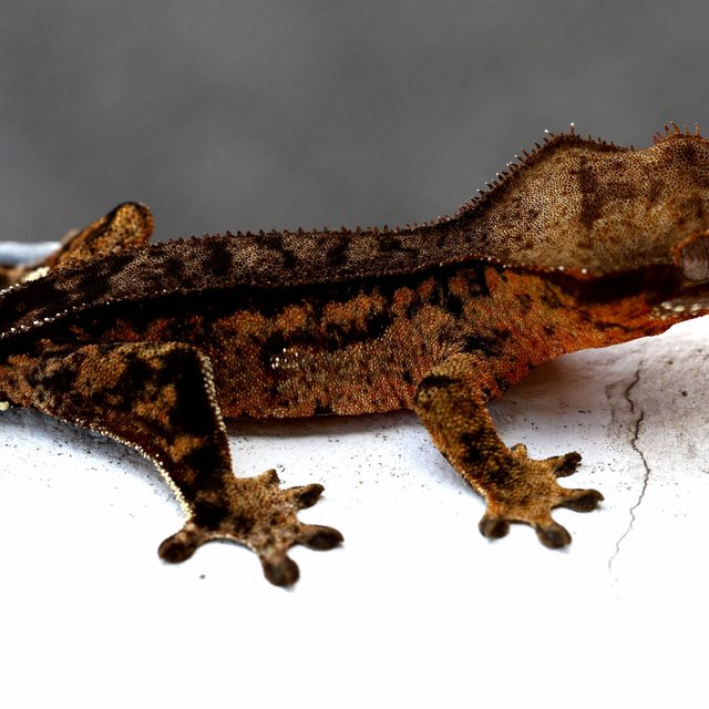 Charcoal 100% Het Axanthic