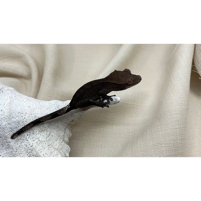 카푸치노 챠콜