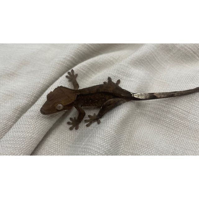 챠콜