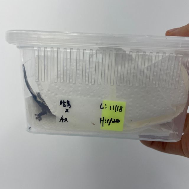 아잔틱