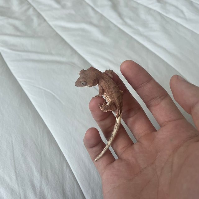 팬텀 프라푸치노