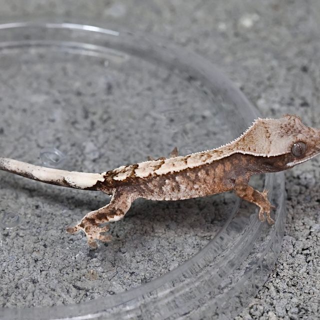 세이블