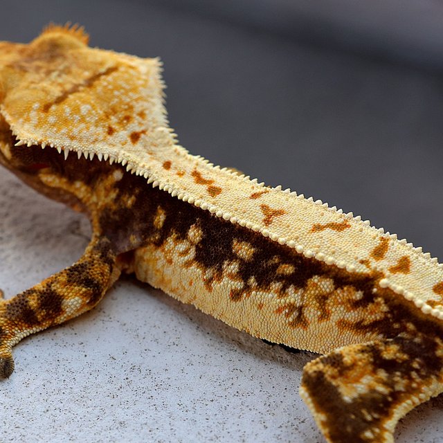 100% Het Axanthic