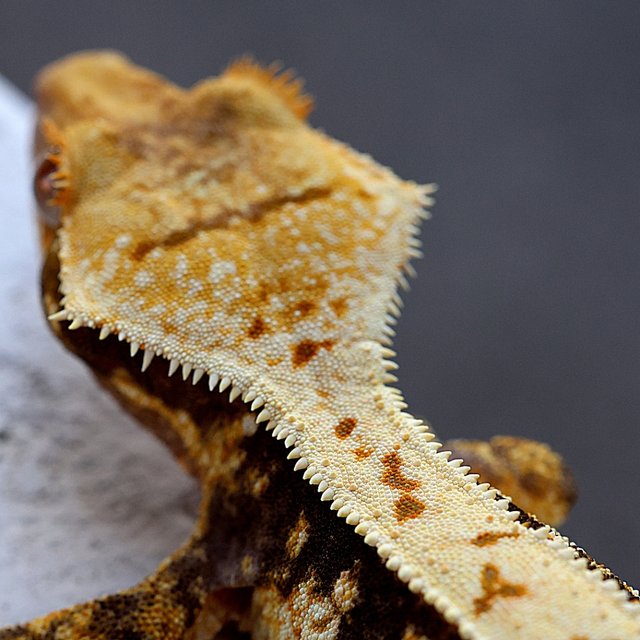 100% Het Axanthic