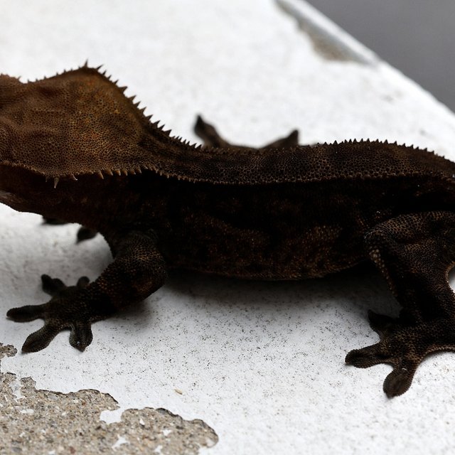 Charcoal 100% Het Axanthic