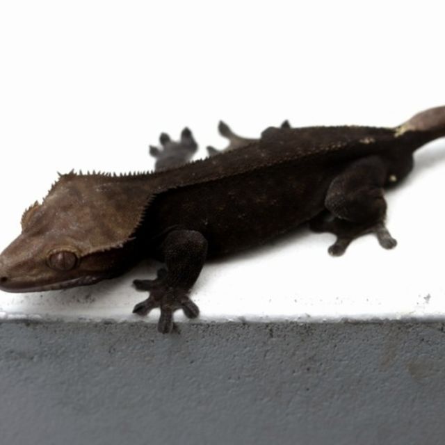 Charcoal Cappuccino