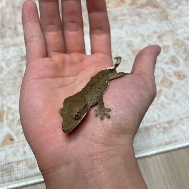 챠콜 알티