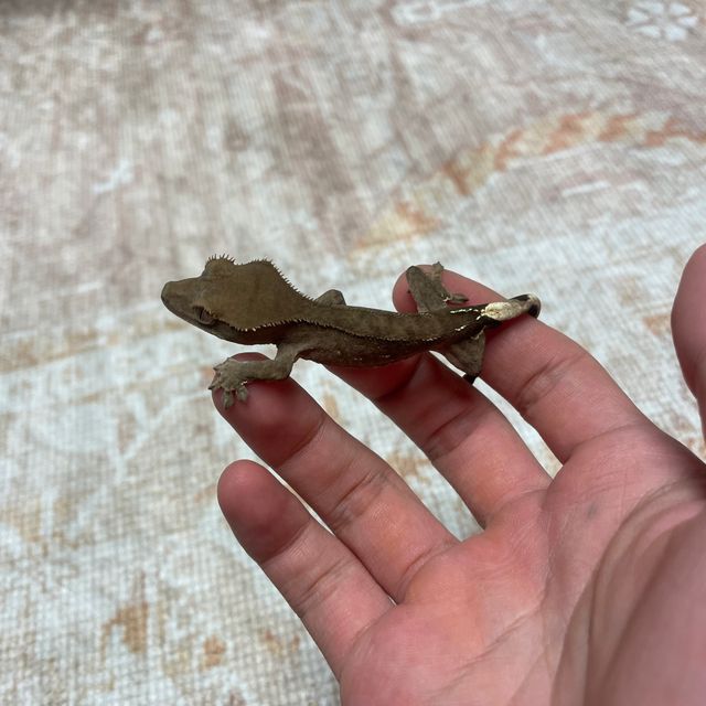 챠콜 알티