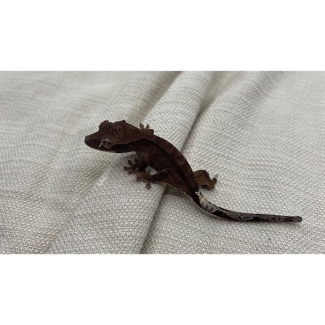 챠콜 카푸치노