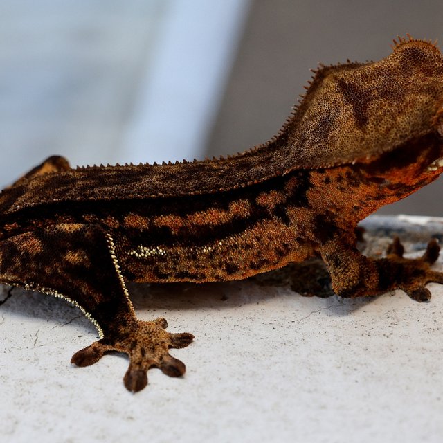 Charcoal 100% Het Axanthic