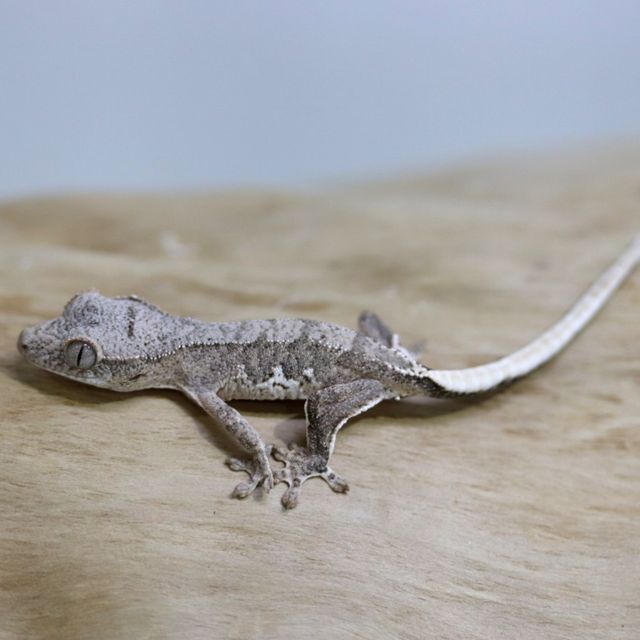 아잔틱