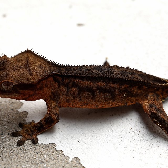 Charcoal 100% Het Axanthic