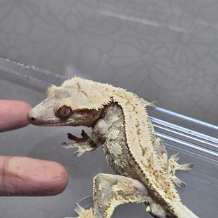 노멀 익스트림할리퀸 핀스트라이프 화이트포트홀