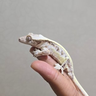 릴리 세이블