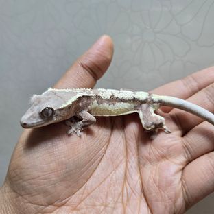 세이블 릴리 세이블