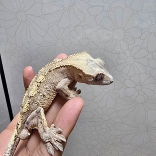 화이트스팟 텐저린 세이블