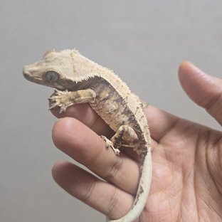 노멀 트라이 드리피 화이트스팟