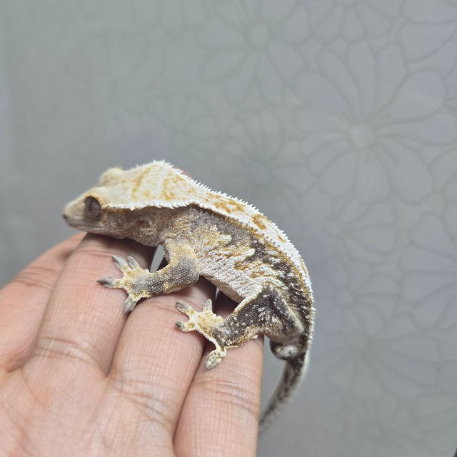 노멀 드리피 쿼드 화이트스팟