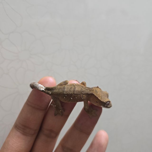 화이트포트홀 세이블