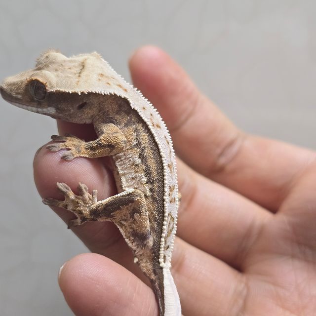 노멀 풀핀 쿼드