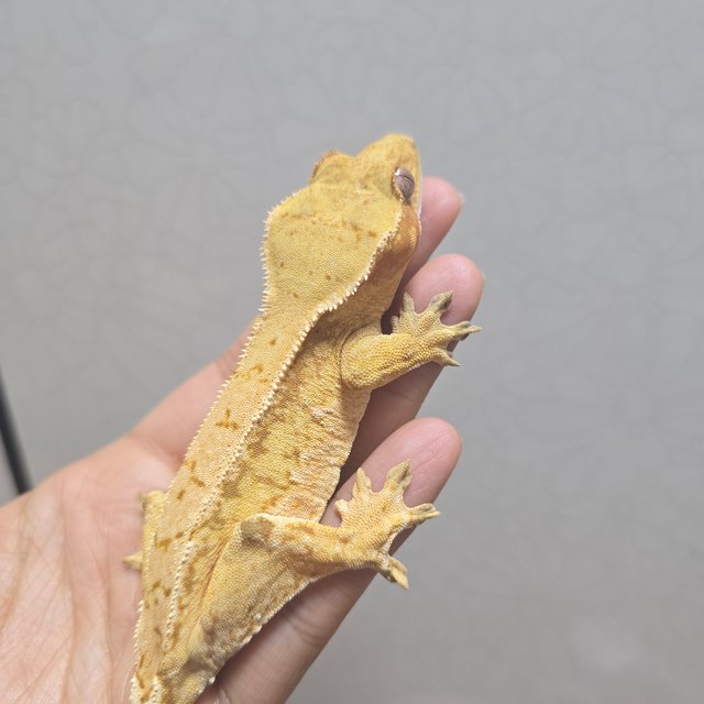 노멀 레드 쿼드