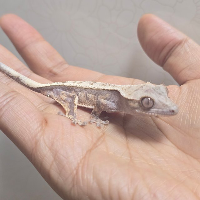 100%헷아잔틱 세이블