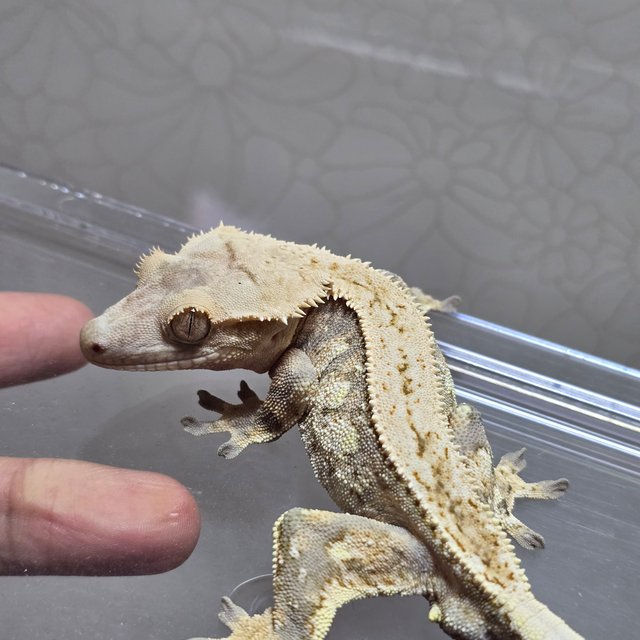 노멀 익스트림할리퀸 핀스트라이프 화이트포트홀