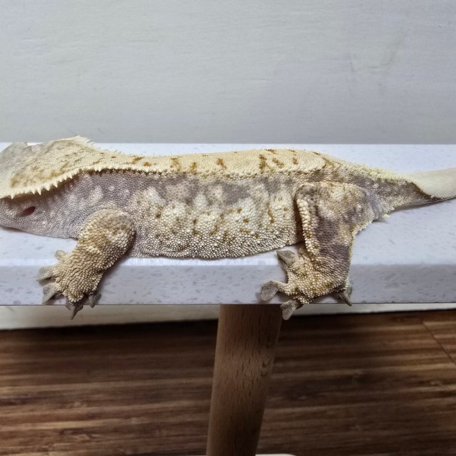 드리피 화이트스팟 화이트포트홀