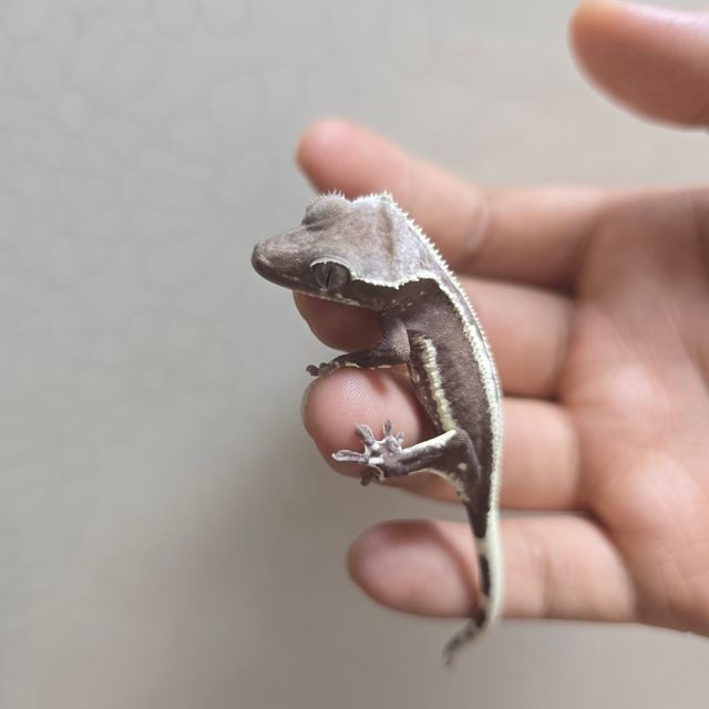 릴잔틱