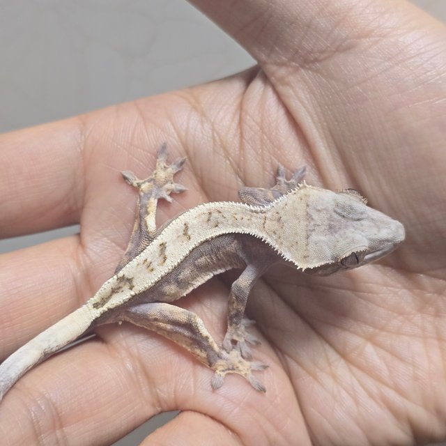 100%헷아잔틱 세이블