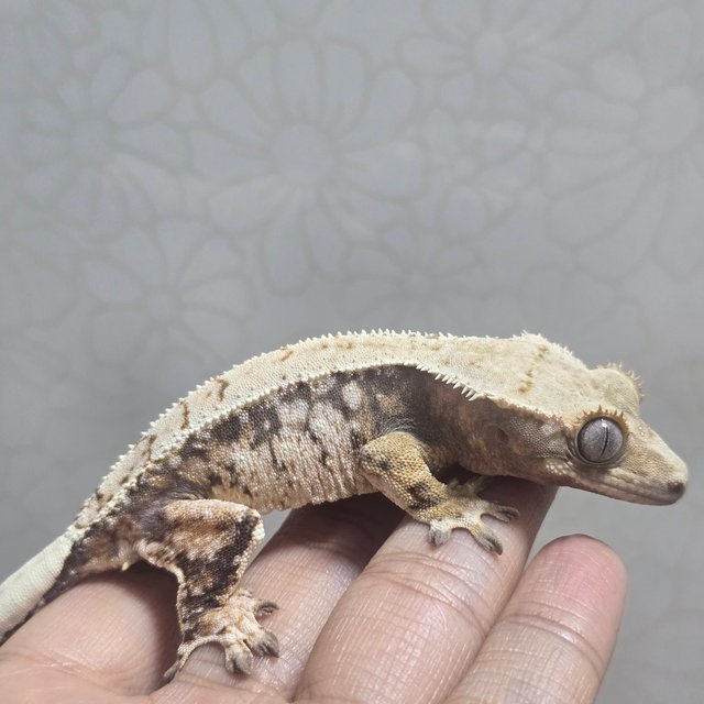 노멀 트라이 드리피 화이트스팟