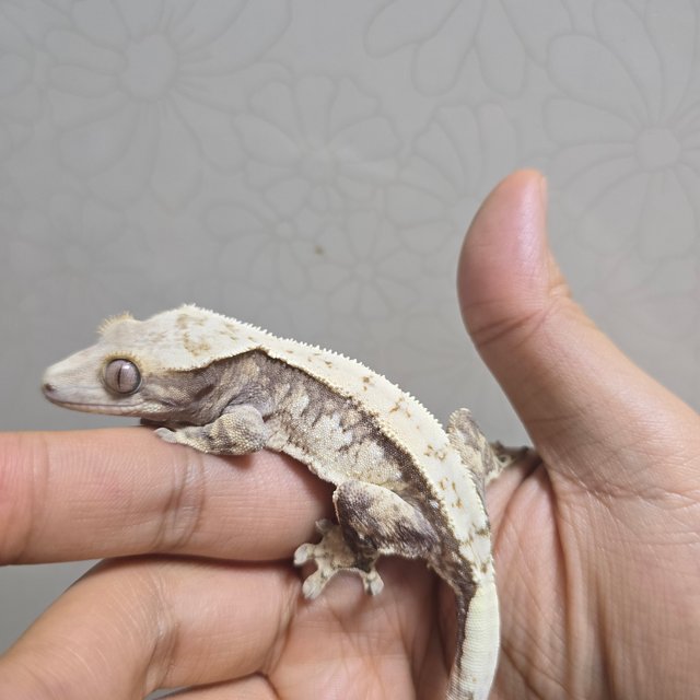 노멀 트라이 드리피