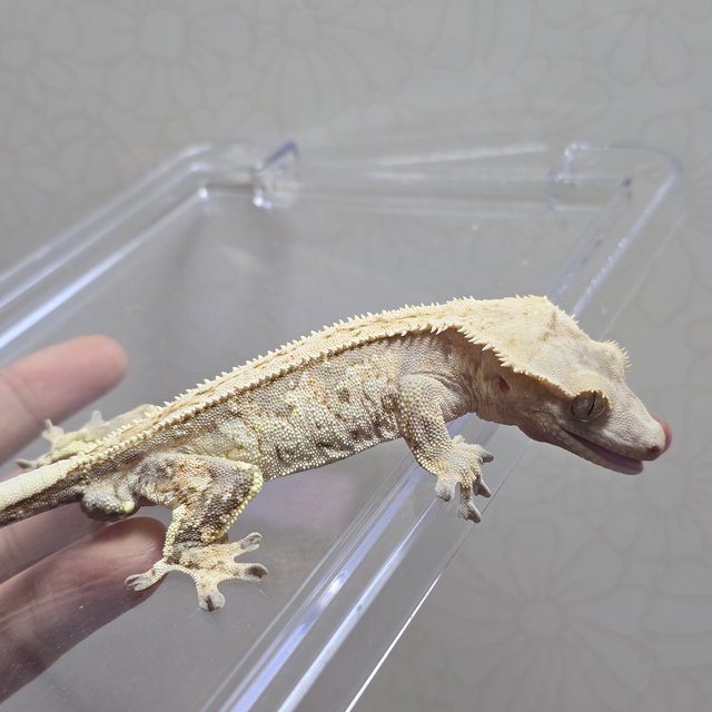 노멀 익스트림할리퀸 핀스트라이프 화이트포트홀