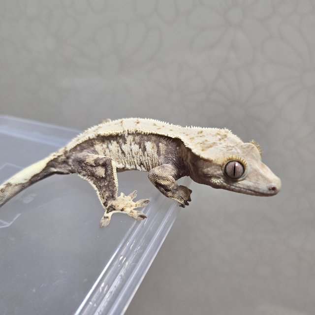 노멀 트라이 드리피