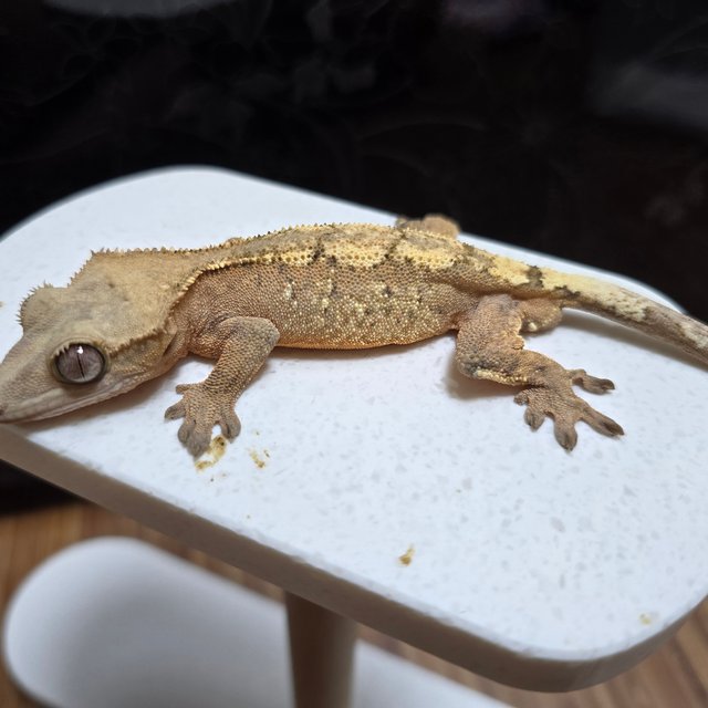 화이트스팟 텐저린 세이블