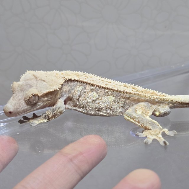 노멀 익스트림할리퀸 핀스트라이프 화이트포트홀