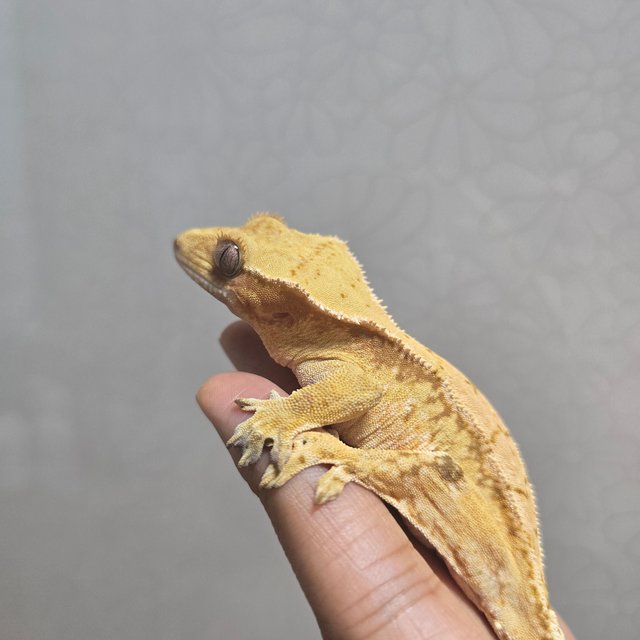 노멀 레드 쿼드