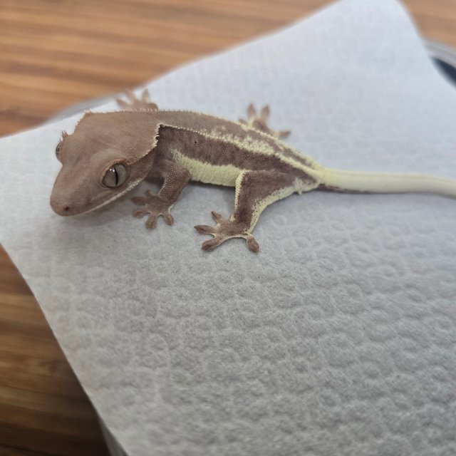 레드 팬텀 릴리화이트